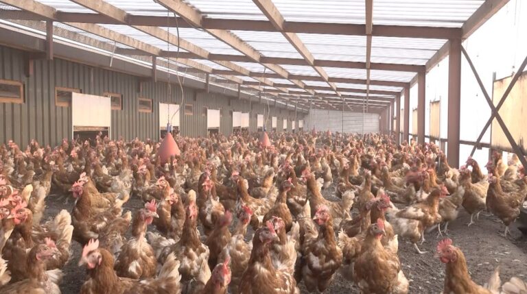 Projectfoto Heat Guard 50 bij pluimveebedrijf in Lochem