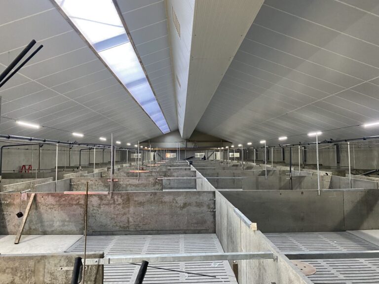 Geïsoleerde lichtstraat van 32 mm kanaalplaten in varkensstal in Sint-Oedenrode